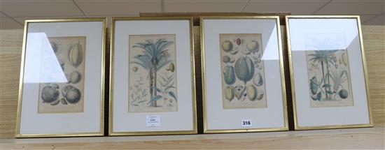 Four Victorian Blackie & Son coloured engravings of exotic fruits 24 x 13cm